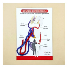 Boşaltım Sistemi Deney Seti Okul Proje Ödevi