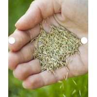 Doğal Çim Tohumu