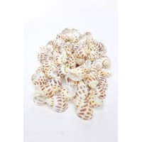 Filede Gerçek Deniz Kabuğu (Model 1)